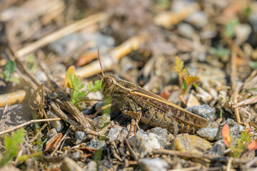 An Italian locust resting on the ground