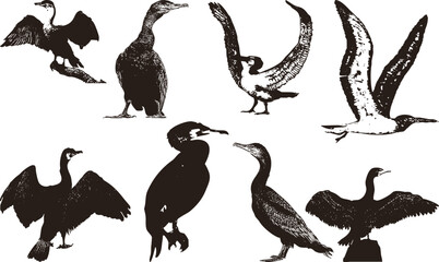 the largest flying bird 