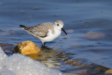A Sanderling running along the shore of the sea