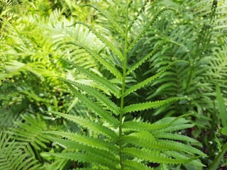 fern leaves. fern leaf in the forest.