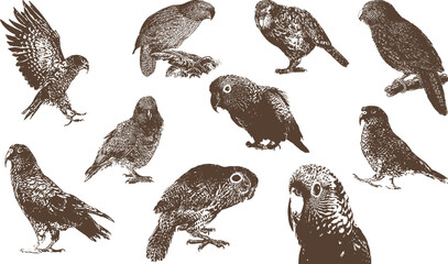 Kakapo bird - obrazy, fototapety, plakaty