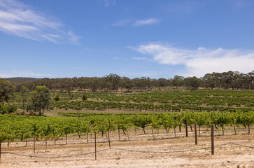 Fototapeta na wymiar Views of the vineyards in the Clare Valley region of South Australia