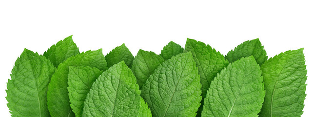 Mint leaf isolated clipping path © Maks Narodenko