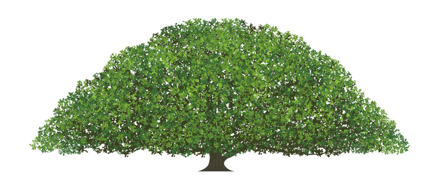 Big Monkey Pod Tree Vector Flat Illustration Isolated On A White Background.