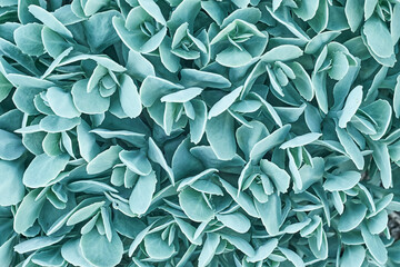 Filled frame of juicy green succulent.