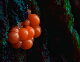 Slime Mold, Myxomycete