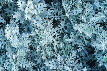 Natural macro background with silver leaves of Cineraria maritima (Jacobaea maritima) or Dusty miller (silver ragwort) close-up.