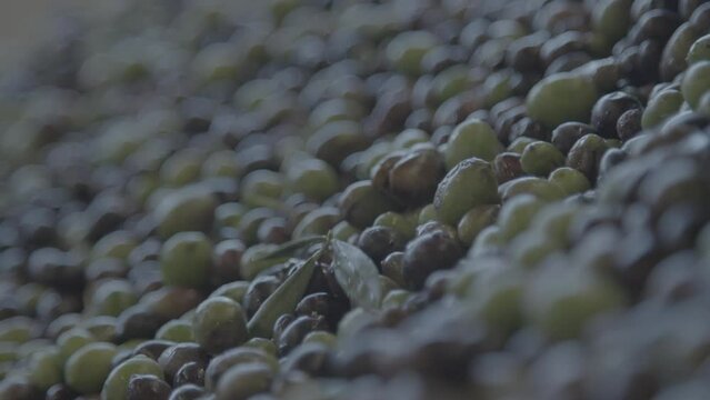 SARDINIAN ITALIAN OLIVE OIL