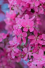 Fototapeta na wymiar Close-up of flowers of a cherry plum