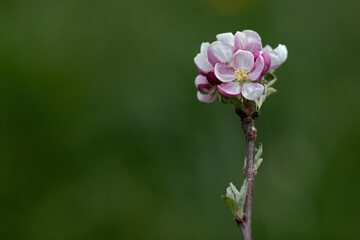 Close-up of white-pink flowers of an apple tree on green background with lot of copy space