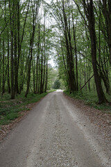 Fototapeta na wymiar A scenic landscape of a road in the forest with trees on each side of the way.