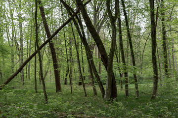 Trees in a forest. A summer woodland scene with green growth
