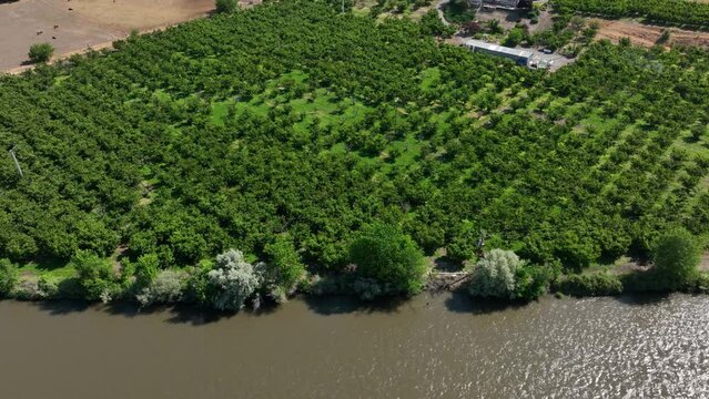 Drone shot of an orchard lining the Yakima River in Benton City, Washington.