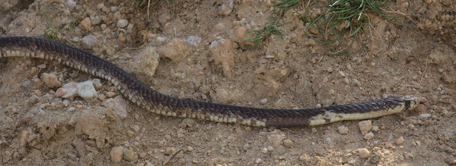 slender black mamba slithering along dirt road in the wild amboseli national park, kenya