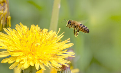 Bee on a yellow dandelion. Honey bee flying over dandelion flower and collecting honey.
