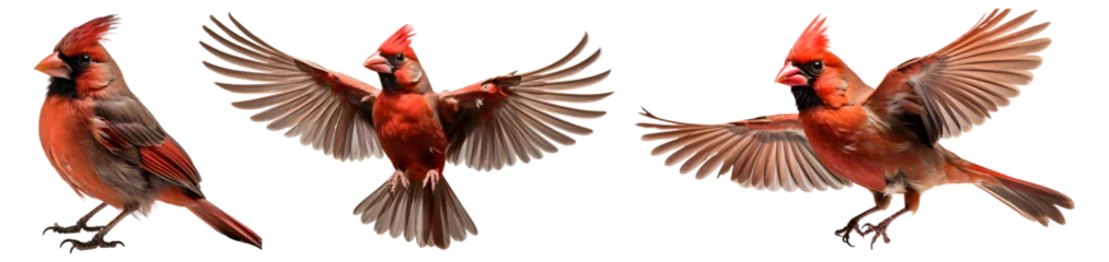 Tuinposter northern cardinal bird set png. red cardinal in flight png. red bird png. bird png © Divid