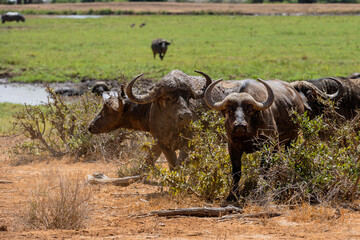  Buffalo herd in the savannah of Africa