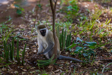 monkeys on green branch by the water