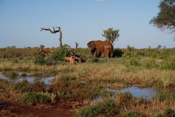 big elephant in the savannah of Africa