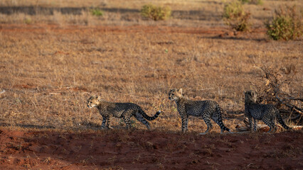cheetah  in the vast wilderness of Africa