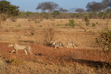cheetah  in the vast wilderness of Africa