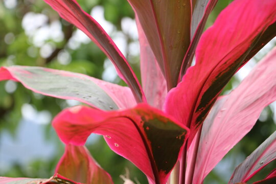 pink lily flower