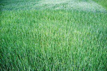 Texture of green grass growing on the ground