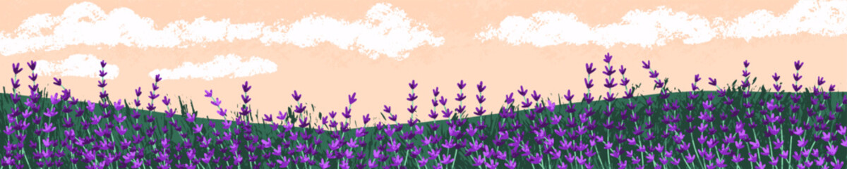 Lavender field landscape. Floral meadow panorama. Blossomed lavanda, lavandula in summer evening, panoramic view, long banner background. Lavander herb, nature scenery. Flat vector illustration