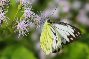 beautiful common gull butterfly (cepora nerissa) parked on the flower and pollinating the flower, sunny morning in springtime, butterfly garden
