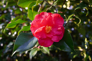 beautiful red camellia on flowering garden bush in early spring. red flower in seasonal bloom 