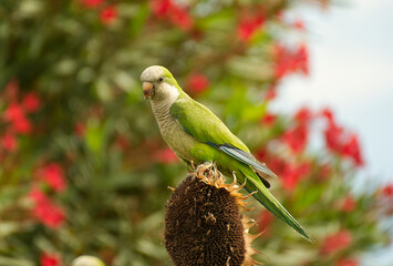 Lovely parrot bird on a sunflower - 711372739