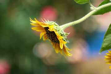 Beautyful sunflower in the garden - 711372753