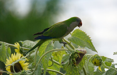 Lovely parrot bird on a sunflower - 711372765