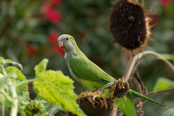 Lovely parrot bird on a sunflower - 711372769