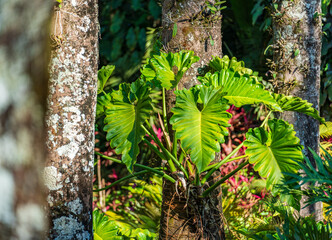 Vibrant tropical plants in a lush green rainforest setting