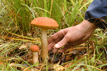 A hand reaches out to pluck an aspen mushroom growing in the forest. Mushrooms in the forest. Mushroom picking