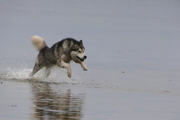 A Malamute dog runs in the waters of the river.