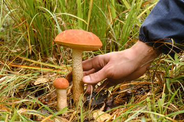 A hand reaches out to pluck an aspen mushroom growing in the forest. Mushrooms in the forest....