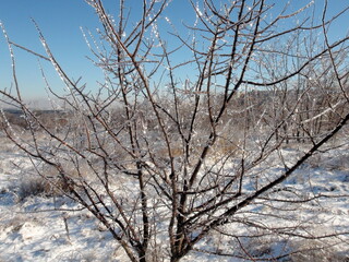Fototapeta na wymiar View against the sun on the icy tops of the bushes on the trees of the steppe forest sparkling with iridescent colors against the background of the blue sky.