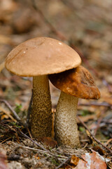 In the forest grows a magnificent mushroom podberezovik. Forest mushrooms