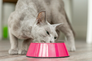 Russisch Blaue Katze frisst ihre Mahlzeit aus dem Futternapf in der Wohnung