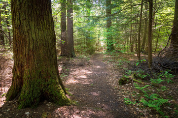 Forest Floor at Allegheny National Forest in Pennsylvania