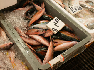 沖縄県の県魚グルクン