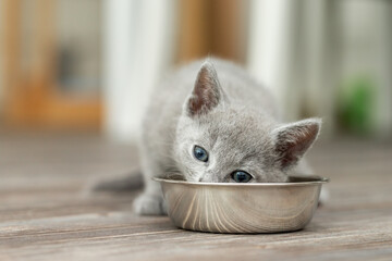 Kleines Kätzchen frisst Futter aus dem Futternapf in der Wohnung 
