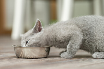 Kleines Kätzchen frisst Futter aus dem Futternapf in der Wohnung 