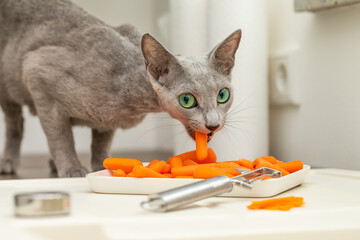Gemüse für die Katze: Russisch Blaue Katze erwischt beim Fressen von Möhren in der Küche