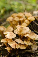 Forest edible mushrooms, honey mushrooms, grow in the forest on an old tree