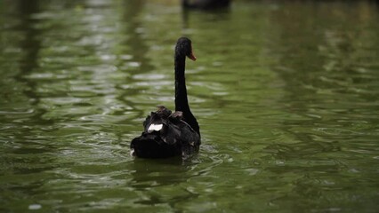 slow-motion of black swan swimming in a pond