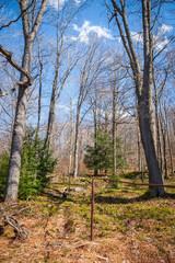 Forest Floor at Allegheny National Forest in Pennsylvania