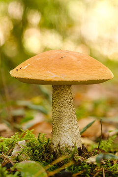 A large aspen mushroom with an orange cap grows in the autumn forest. Mushrooms in the forest. Mushroom picking